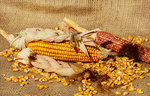  玉米种子晾晒的技巧