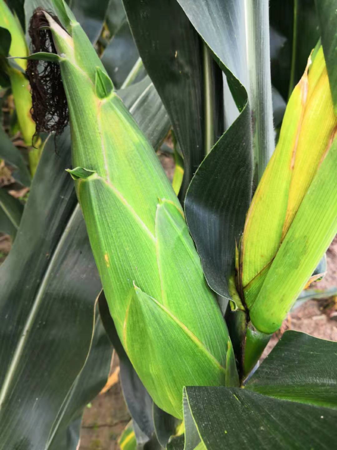  谈种子，还得咱们农民朋友自己说